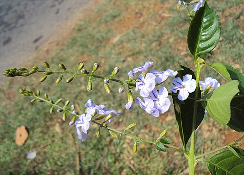 Golden dewdrops: Duranta erecta