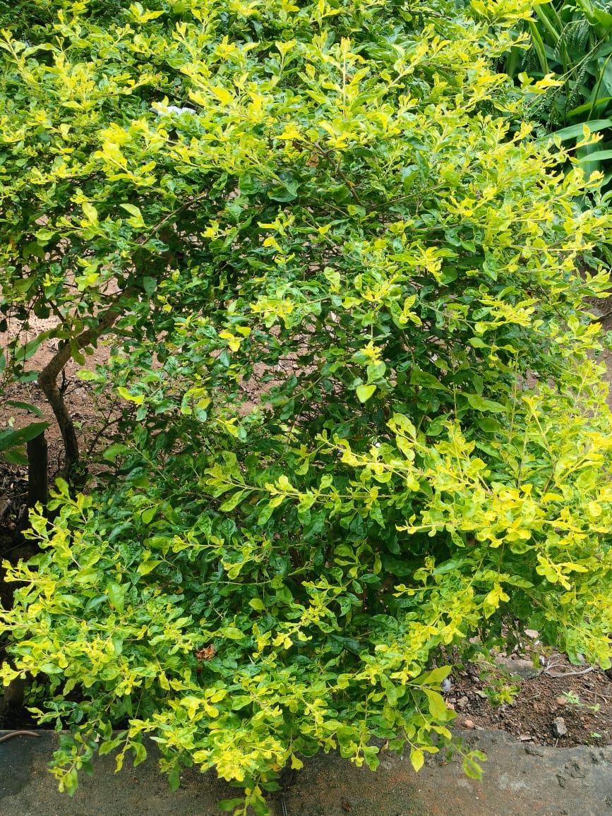 Golden dewdrops: Duranta hedge plant