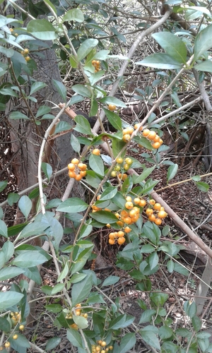 Golden dewdrops (Duranta erecta)