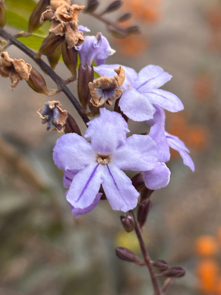 Golden dewdrops (Duranta erecta)