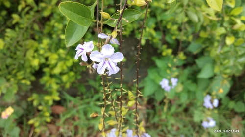 Golden dewdrops (Duranta erecta)