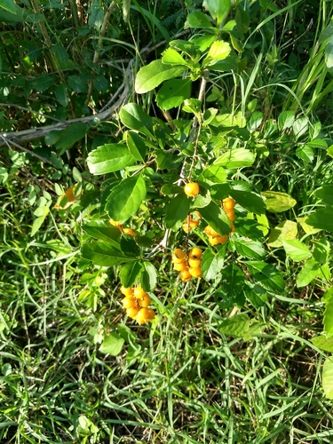 Golden dewdrops (Duranta erecta)