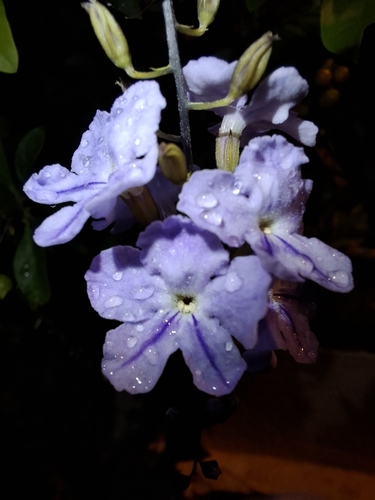 Golden dewdrops (Duranta erecta)