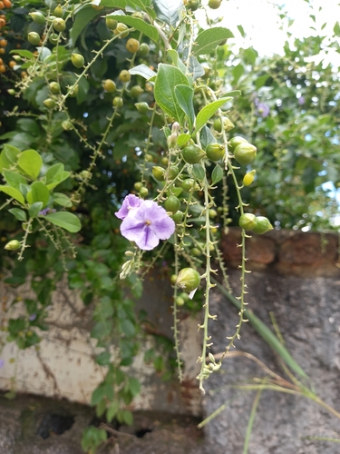 Golden dewdrops (Duranta erecta)