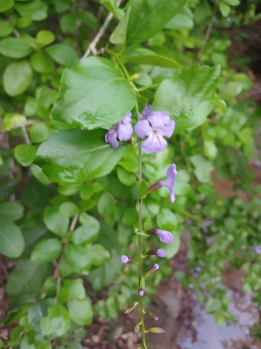 Golden dewdrops (Duranta erecta)