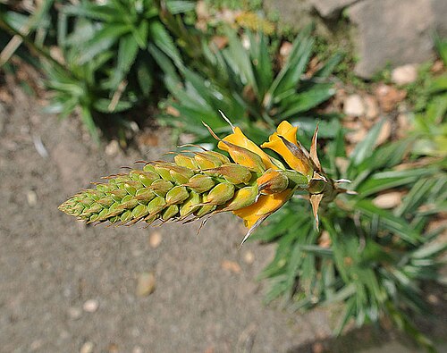 Sawblade: Known as the Pineapple Dyckia, and reported mainly from southeastern Brazil. Lotusland, Montecito, California.