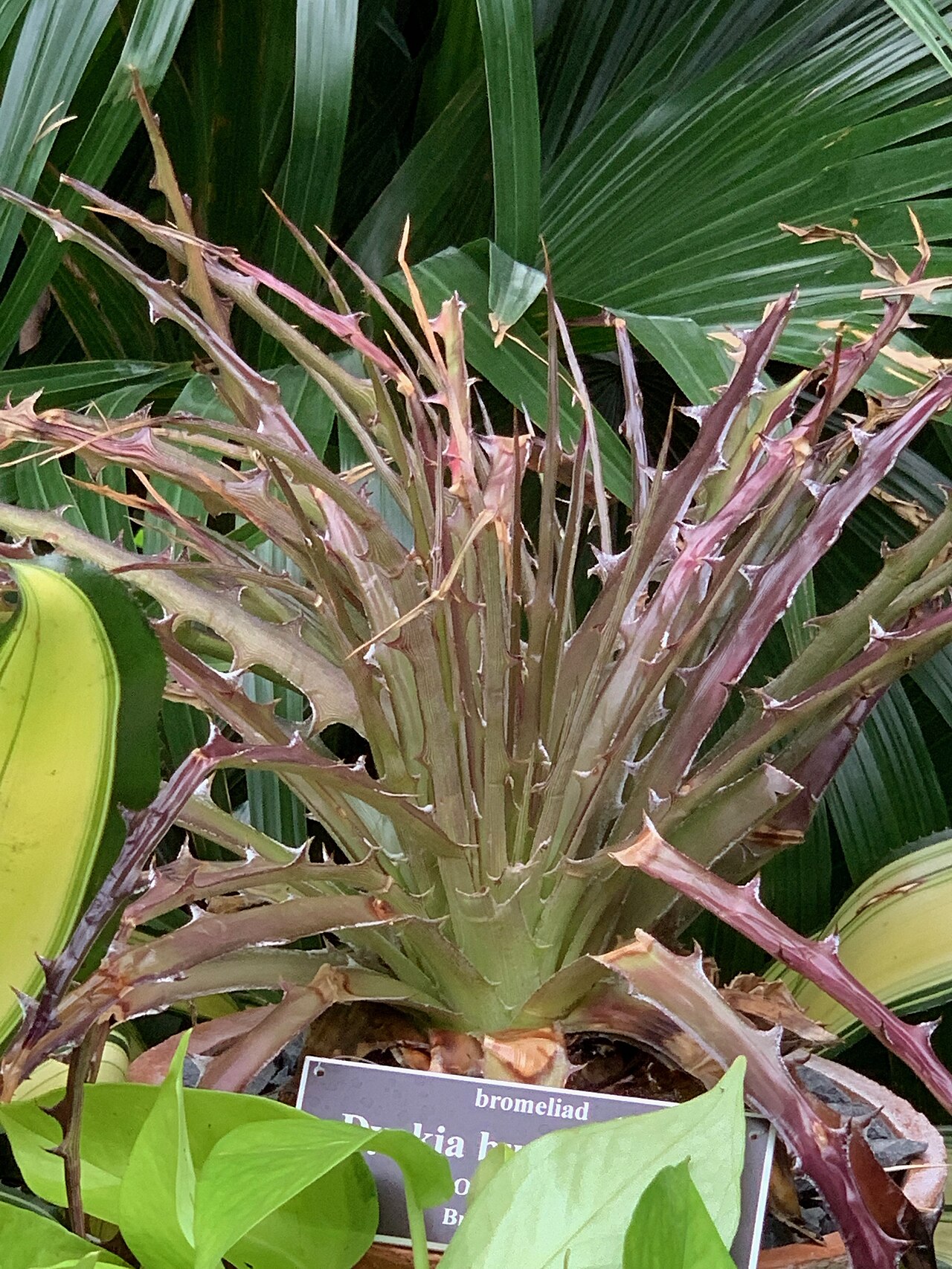 Dyckia burle-marxii: Bromeliad named after Roberto Burle- Marx, Brazilian modernist landscape designer and conservationist