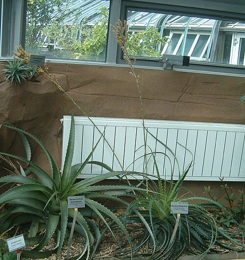 Dyckia distachya: At Botanical Gardens Berlin-Dahlem Species Dyckia distachya