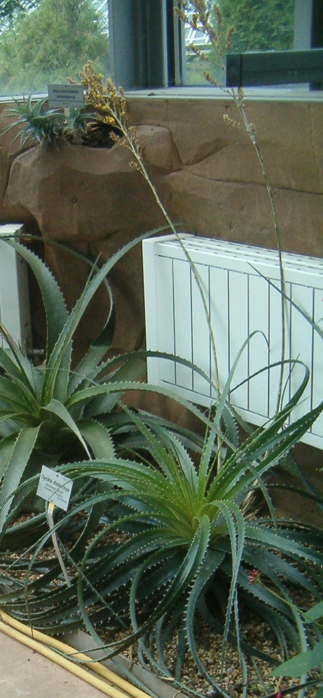 Dyckia distachya: At Botanical Gardens Berlin-Dahlem Species Dyckia distachya