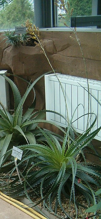 Dyckia distachya: At Botanical Gardens Berlin-Dahlem Species Dyckia distachya