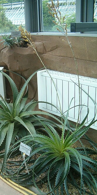 Dyckia distachya: At Botanical Gardens Berlin-Dahlem Species Dyckia distachya