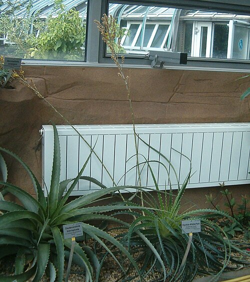 Dyckia distachya: At Botanical Gardens Berlin-Dahlem Species Dyckia distachya