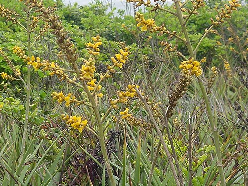 Dyckia encholirioides: Dyckia encholirioides - BROMELIACEAE - Praia do Ervino - S�o Francisco do Sul - SC - Brasil