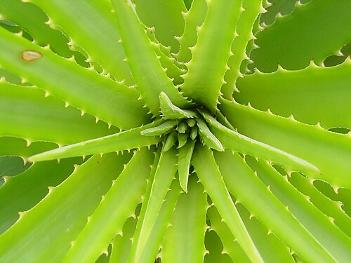 Dyckia encholirioides: Dyckia encholirioides - BROMELIACEAE - Praia do Ervino - S�o Francisco do Sul - SC - Brasil