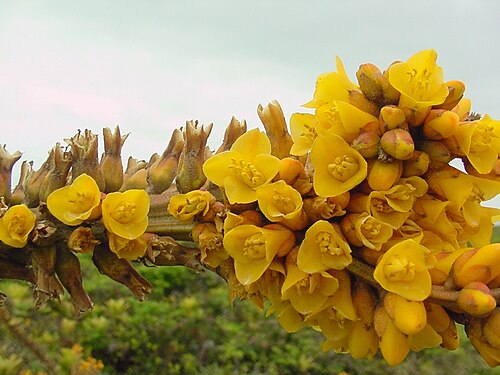 Dyckia encholirioides: Dyckia encholirioides - BROMELIACEAE - Praia do Ervino - S�o Francisco do Sul - SC - Brasil