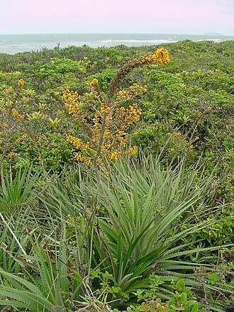 Dyckia encholirioides: Dyckia encholirioides - BROMELIACEAE - Praia do Ervino - São Francisco do Sul - SC - Brasil