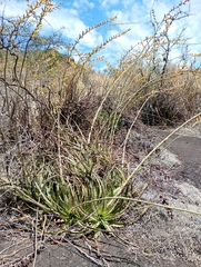 Dyckia floribunda (Dyckia floribunda)