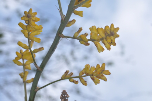 Dyckia floribunda (Dyckia floribunda)