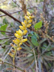 Dyckia floribunda (Dyckia floribunda)