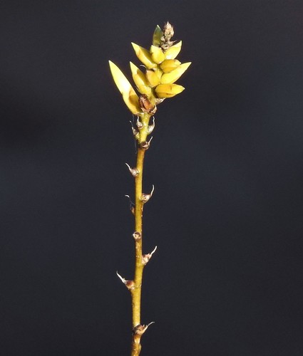 Dyckia floribunda (Dyckia floribunda)