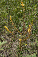 Dyckia floribunda (Dyckia floribunda)