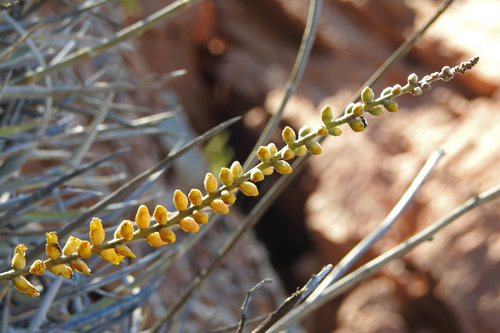 Dyckia floribunda (Dyckia floribunda)