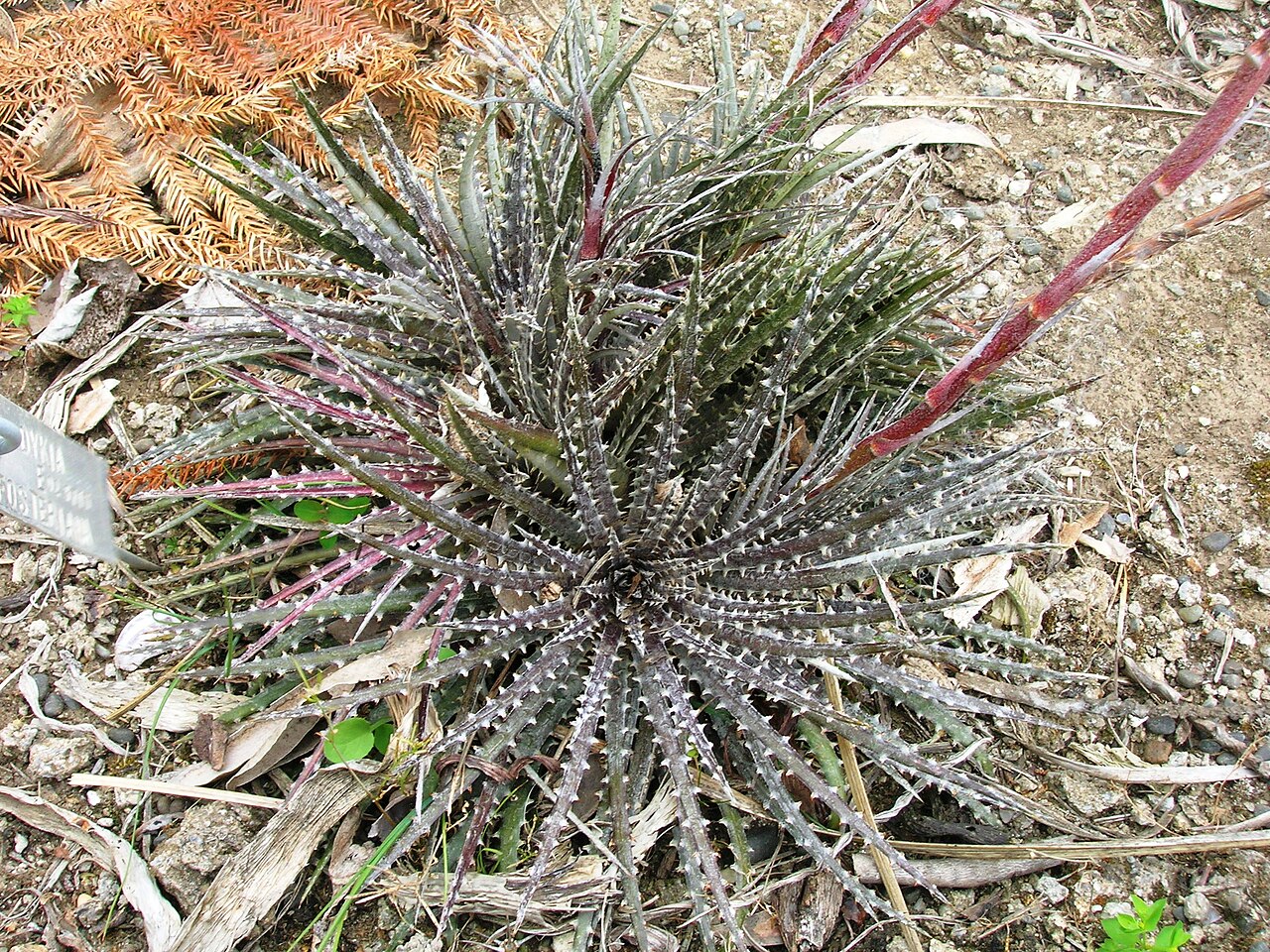 Dyckia fosteriana: Dyckia fosteriana — in the Bromeliaceae . Native to Brazil.