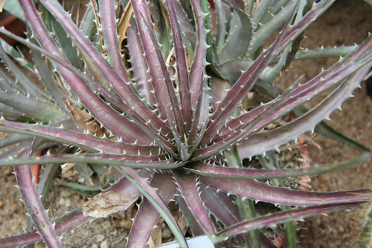 Dyckia fosteriana: Dyckia fosteriana im Botanischen Garten Bochum
