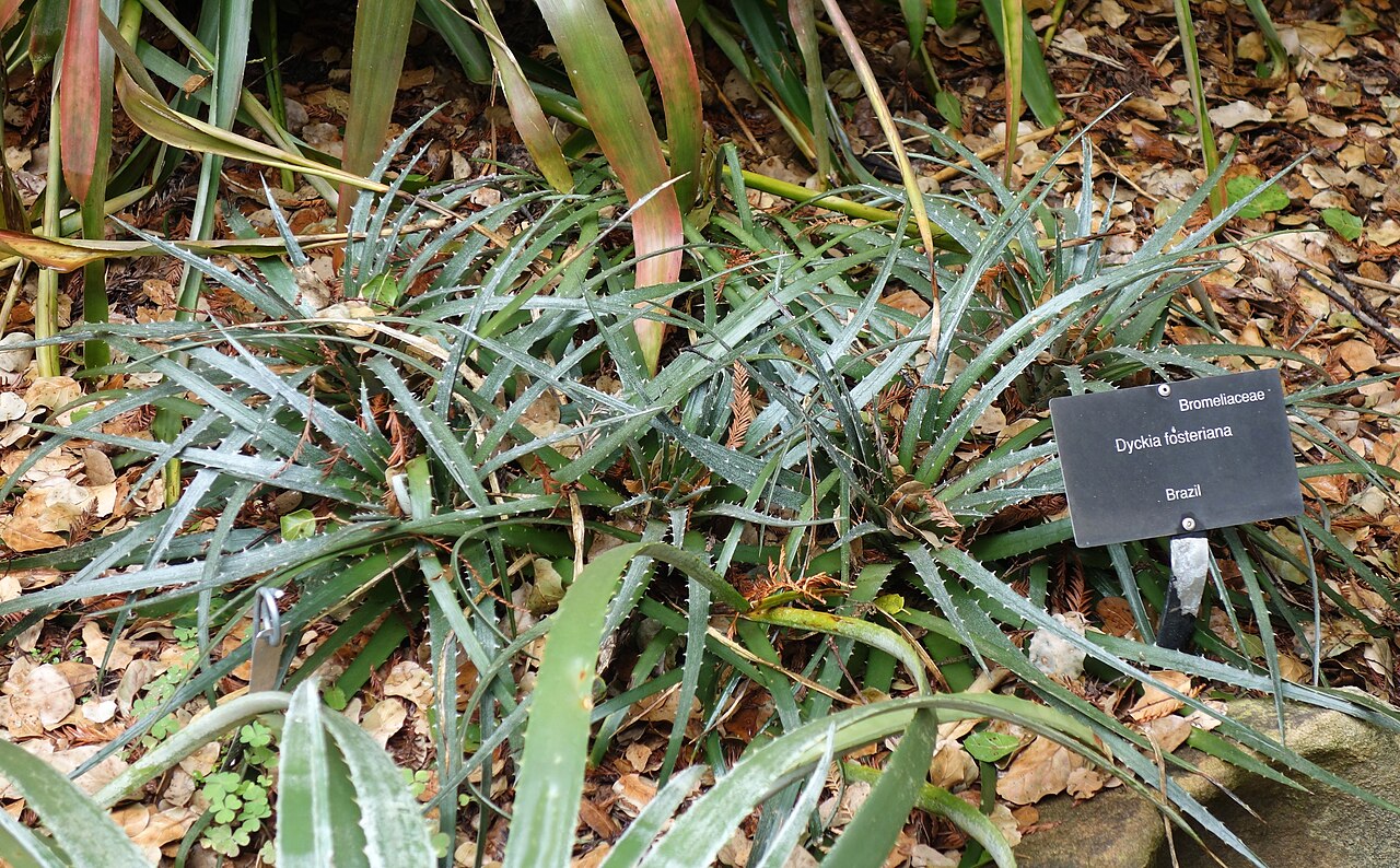 Dyckia fosteriana: Lotusland - Montecito, California, USA.