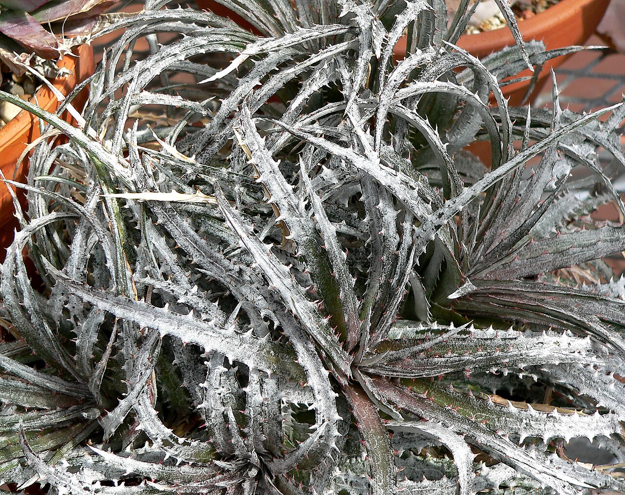 Dyckia fosteriana: Dyckia fosteriana at the University of California Botanical Garden , Berkeley, California
