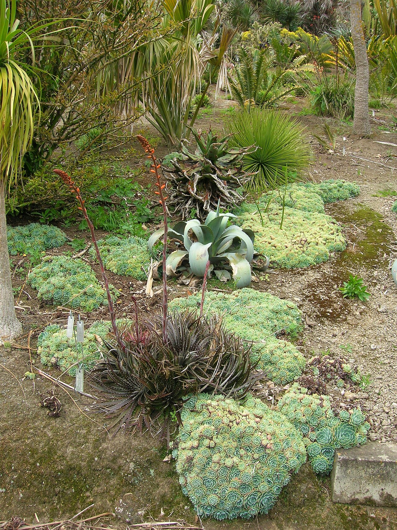 Dyckia fosteriana: Dyckia Fosteriana