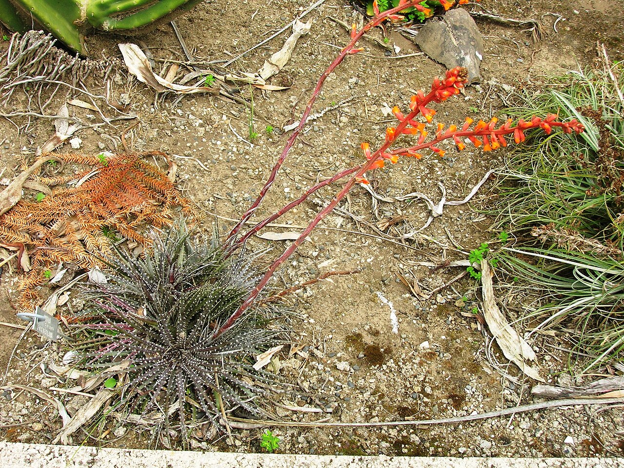 Dyckia fosteriana: Dyckia Fosteriana Bromeliaceae with orange-red Inflorescence E02 3715 Paloma, New Zealand Native of Brazil - Parana, South America Also see Paloma Gardens , Cli