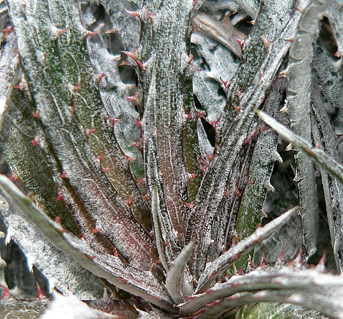 Dyckia fosteriana: Dyckia fosteriana at the University of California Botanical Garden , Berkeley, California