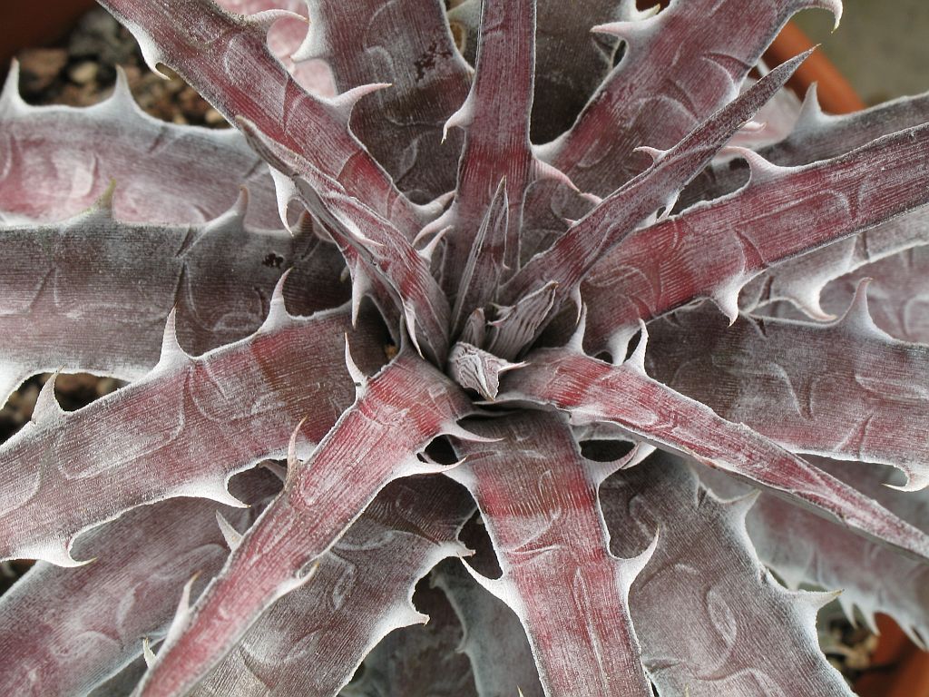 Dyckia goehringii: Dyckia goehringii in cultivation at the Botanical Garden of Heidelberg, Germany.