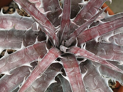 Dyckia goehringii: Dyckia goehringii in cultivation at the Botanical Garden of Heidelberg, Germany.