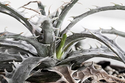 Dyckia goehringii: 500px provided description: Dyckia Goehringii []