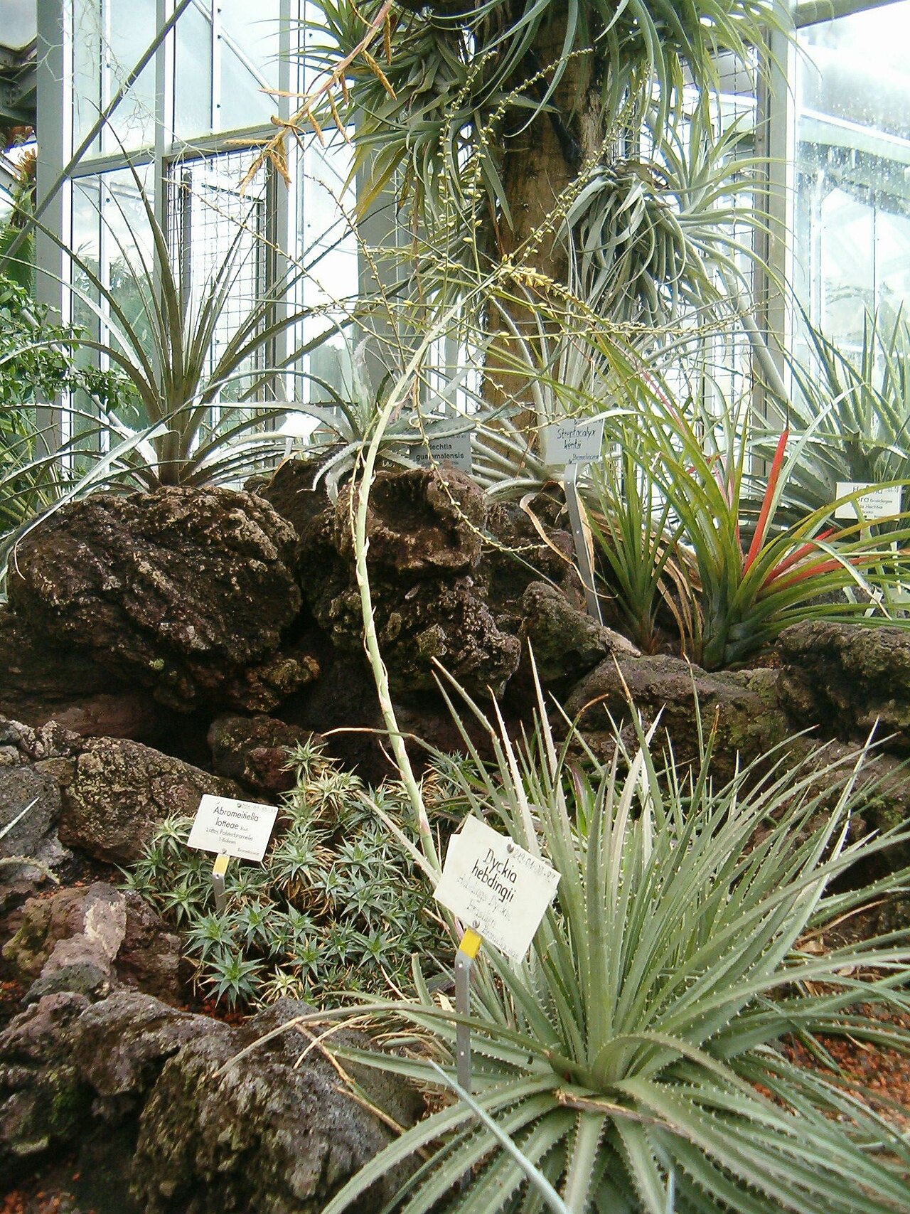 Dyckia hebdingii: Species Dyckia hebdingii Dyckia hebdingii Habitus and Inflorescences in the Botanical Gardens Berlin Dahlem