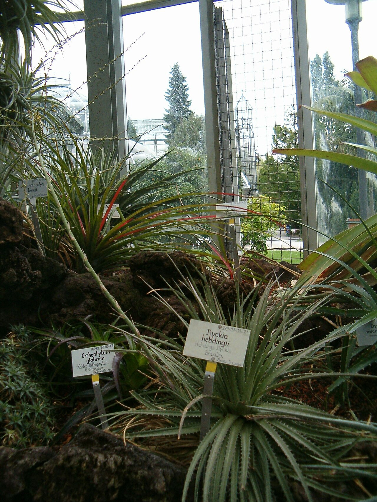 Dyckia hebdingii: Species Dyckia hebdingii Dyckia hebdingii Habitus and Inflorescences in the Botanical Gardens Berlin Dahlem