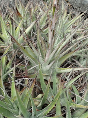 Dyckia josinoi-narcisae (Dyckia josinoi-narcisae)