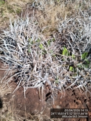 Dyckia leptostachya (Dyckia leptostachya)