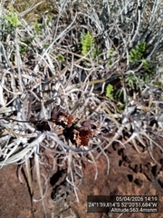 Dyckia leptostachya (Dyckia leptostachya)