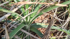 Dyckia leptostachya (Dyckia leptostachya)
