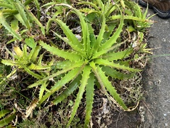 Dyckia lunaris (Dyckia lunaris)