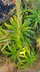 Dyckia lunaris (Dyckia lunaris)