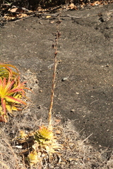 Dyckia lunaris (Dyckia lunaris)