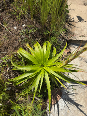 Dyckia lunaris (Dyckia lunaris)