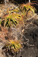 Dyckia lunaris (Dyckia lunaris)
