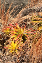 Dyckia lunaris (Dyckia lunaris)
