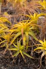 Dyckia lunaris (Dyckia lunaris)