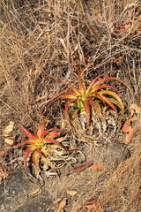 Dyckia lunaris (Dyckia lunaris)
